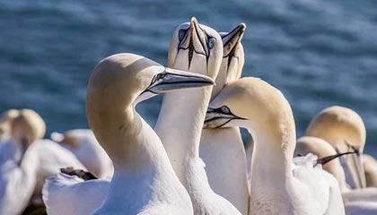 BLG发布对阵JDG/IG赛事Vlog：胜决，我们来了！